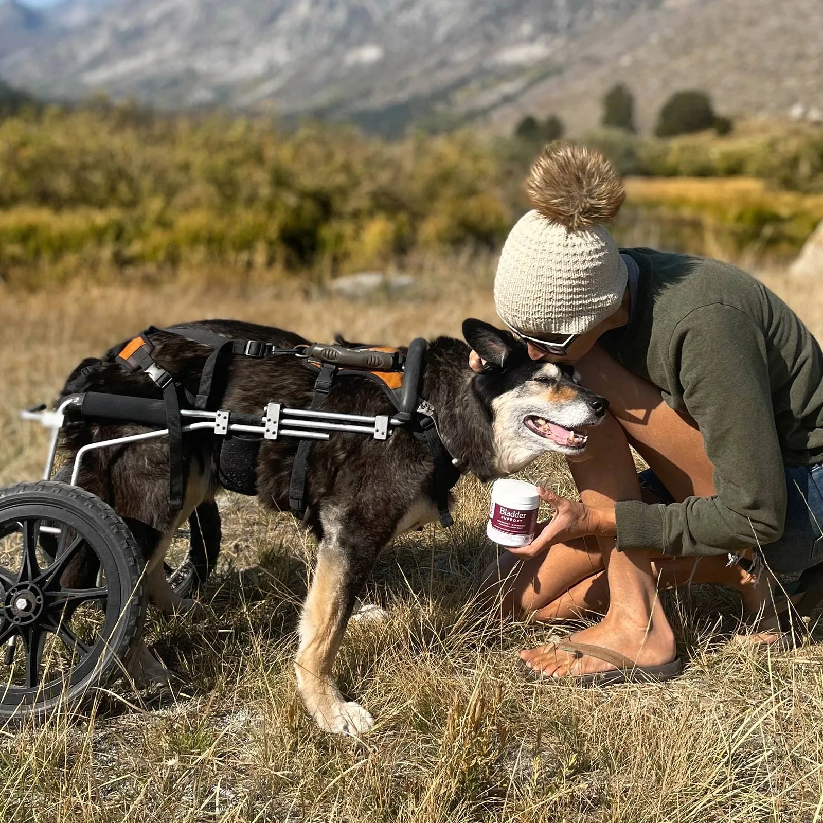 Senior Dog Bundle