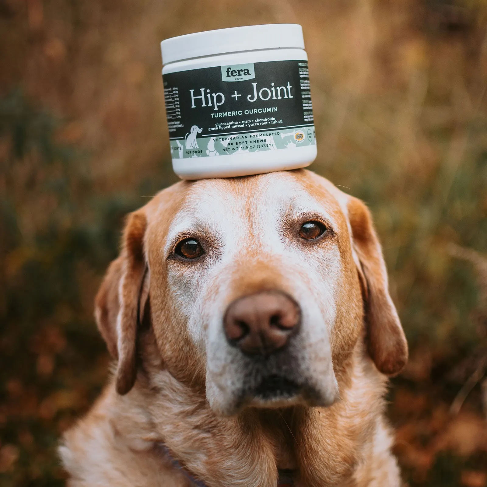 Senior Dog Bundle